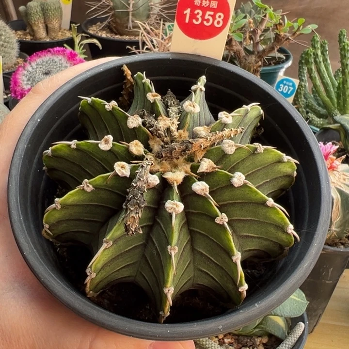 单刺肋骨牡丹8.8cm一棵仙人球