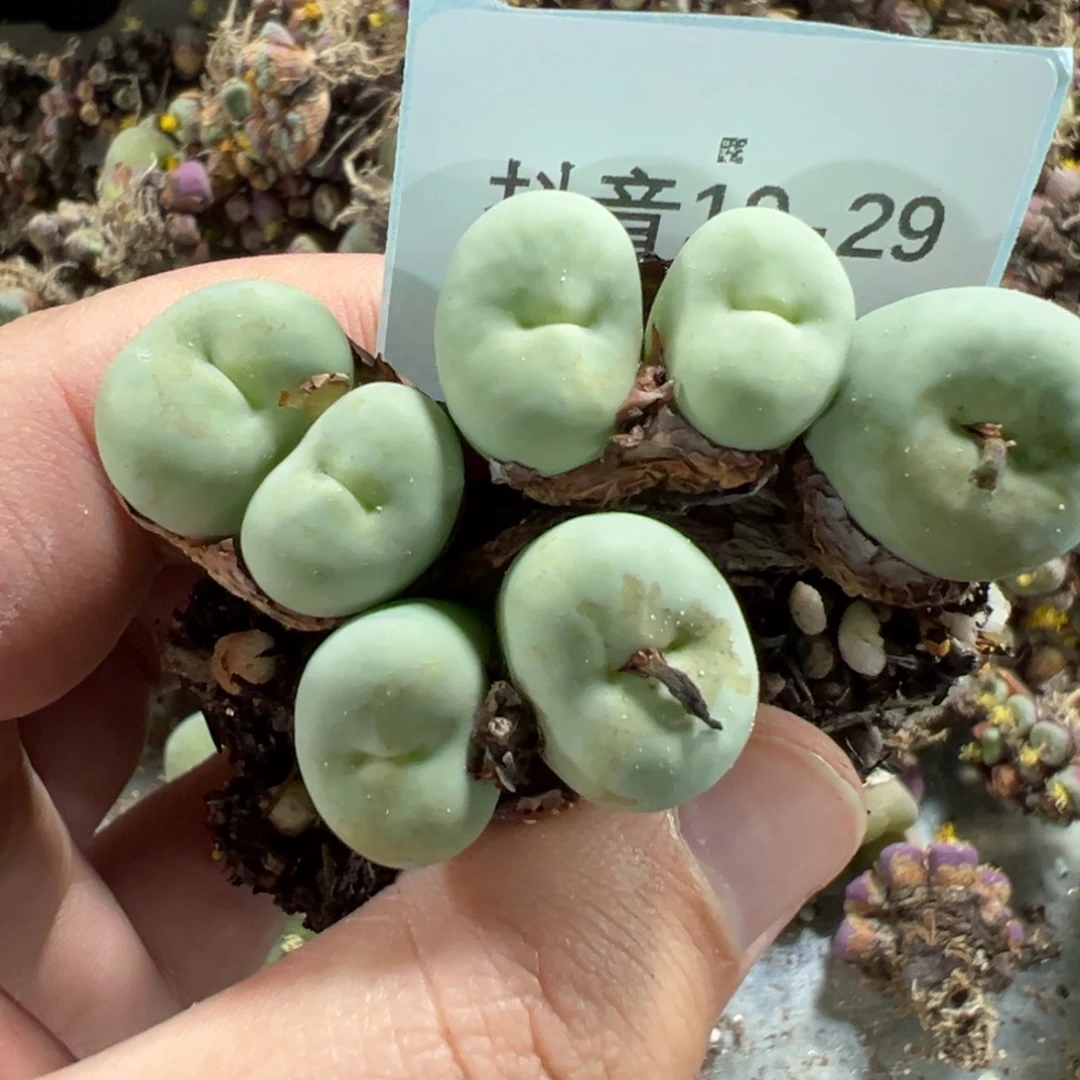 妞***妈10-29肉锥多肉植物