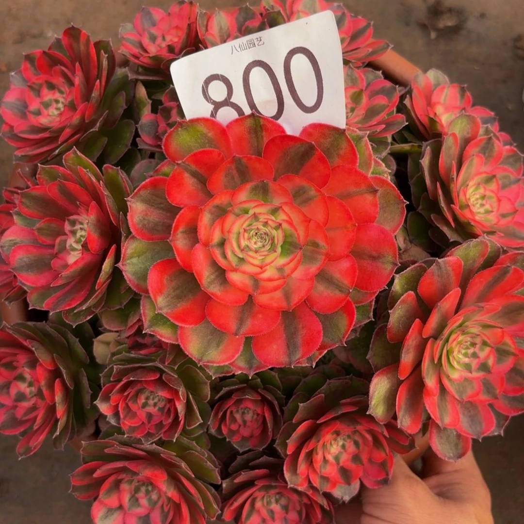 800多肉植物荔枝特价