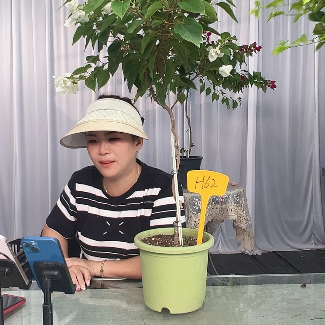 小***胖大部分开放少量花苞H62白狐狸