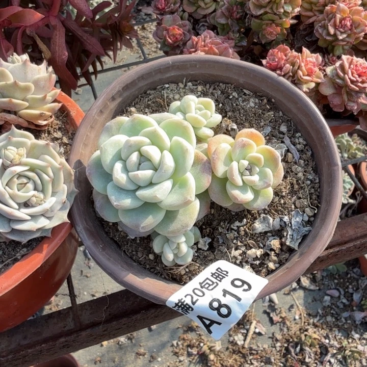 满20包邮，819冰玉