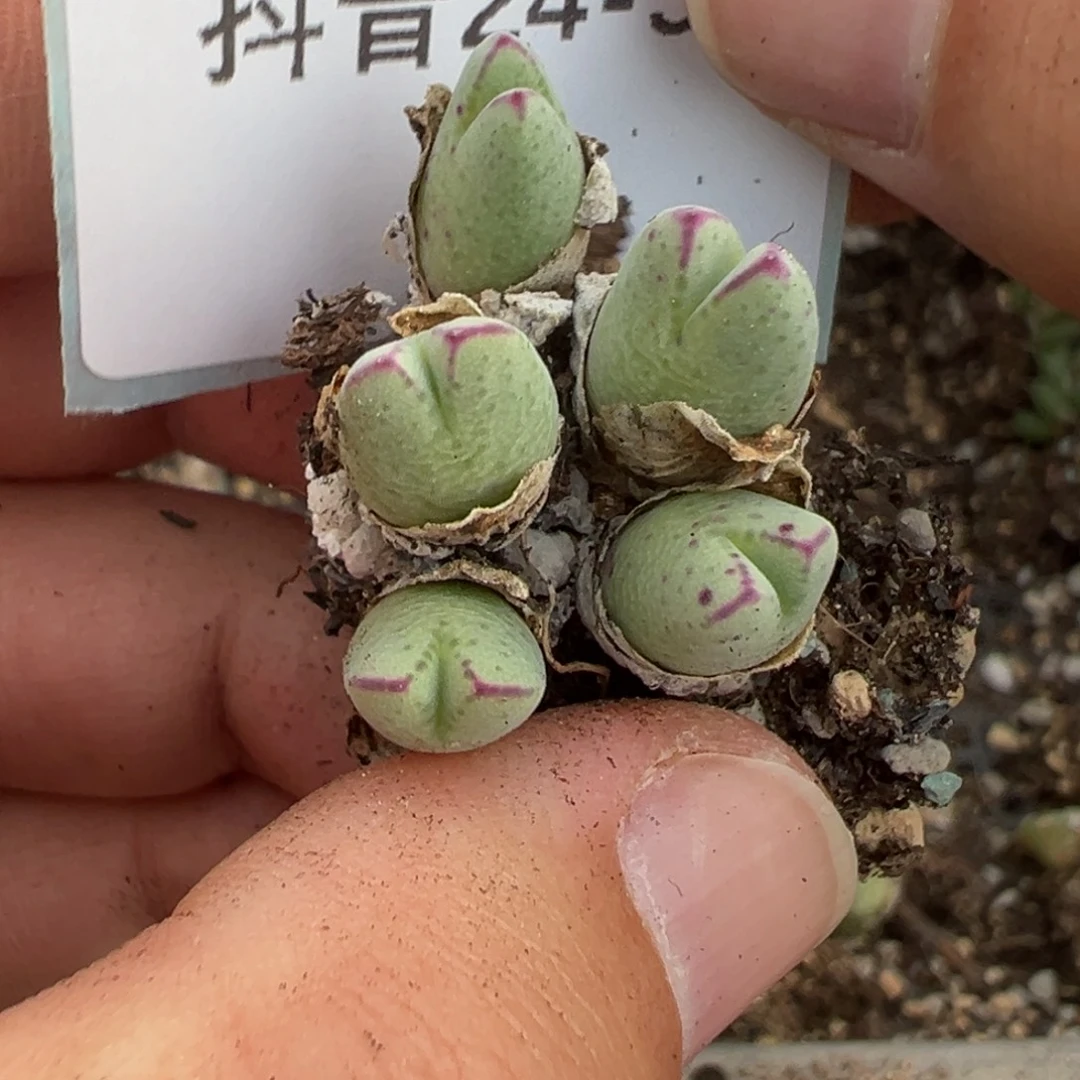 24-56肉锥多肉植物，