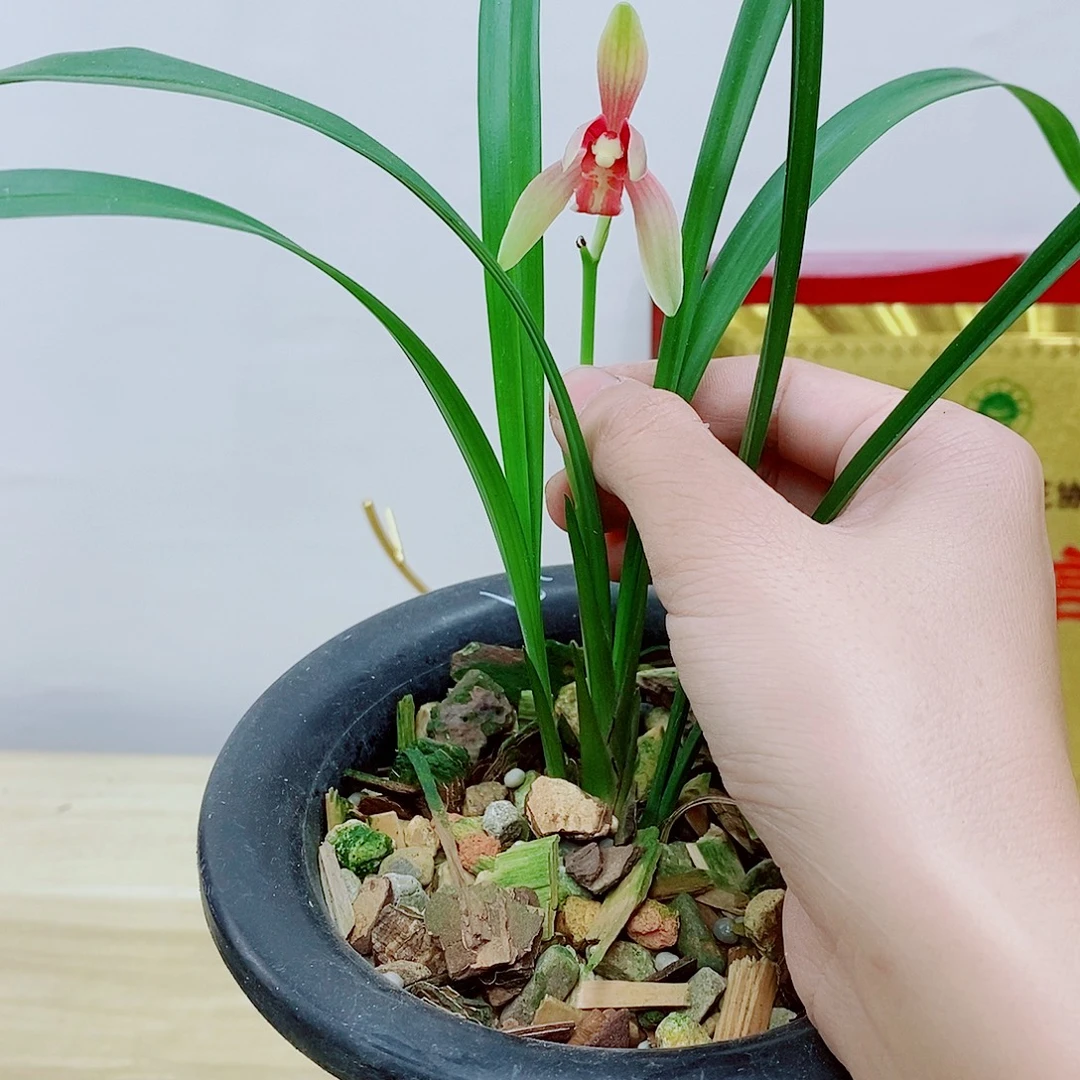 当前无花栽培后可以开花仙