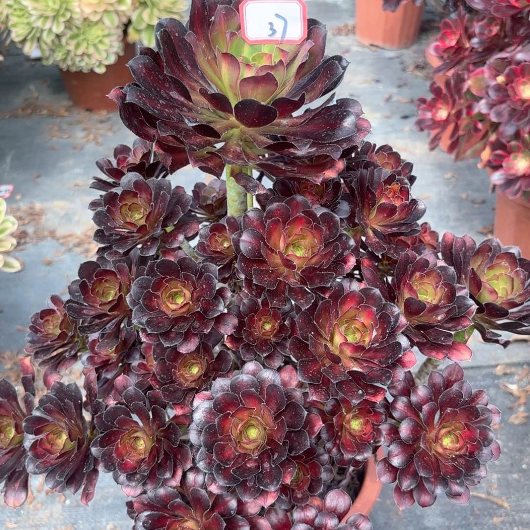 无花朵37晚霞多肉植物绿植