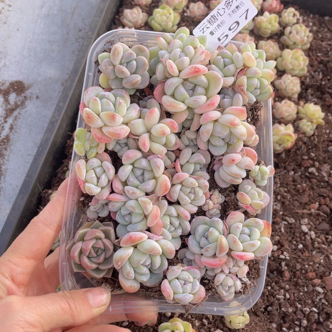 云糖心多肉植物597