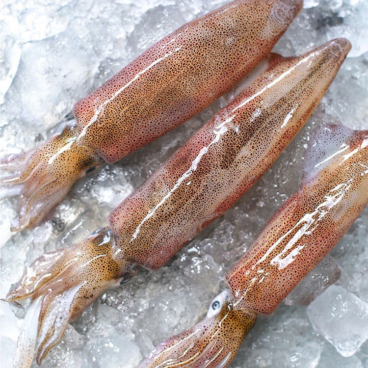 灯捕小管 福建东山岛高蛋白海鲜 灯光白管笔管 海兔不带籽400g/盒