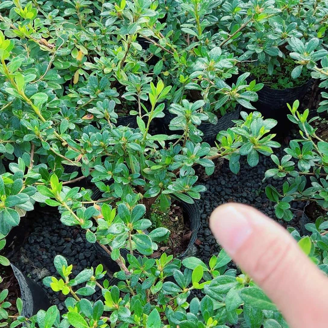 无花朵盆景皋月杜鹃保惠比须