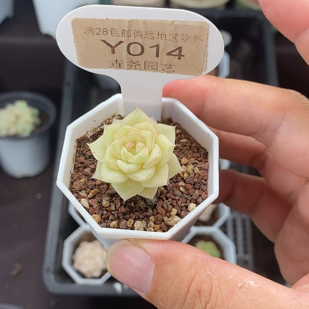 0014 白天鹅 3cm