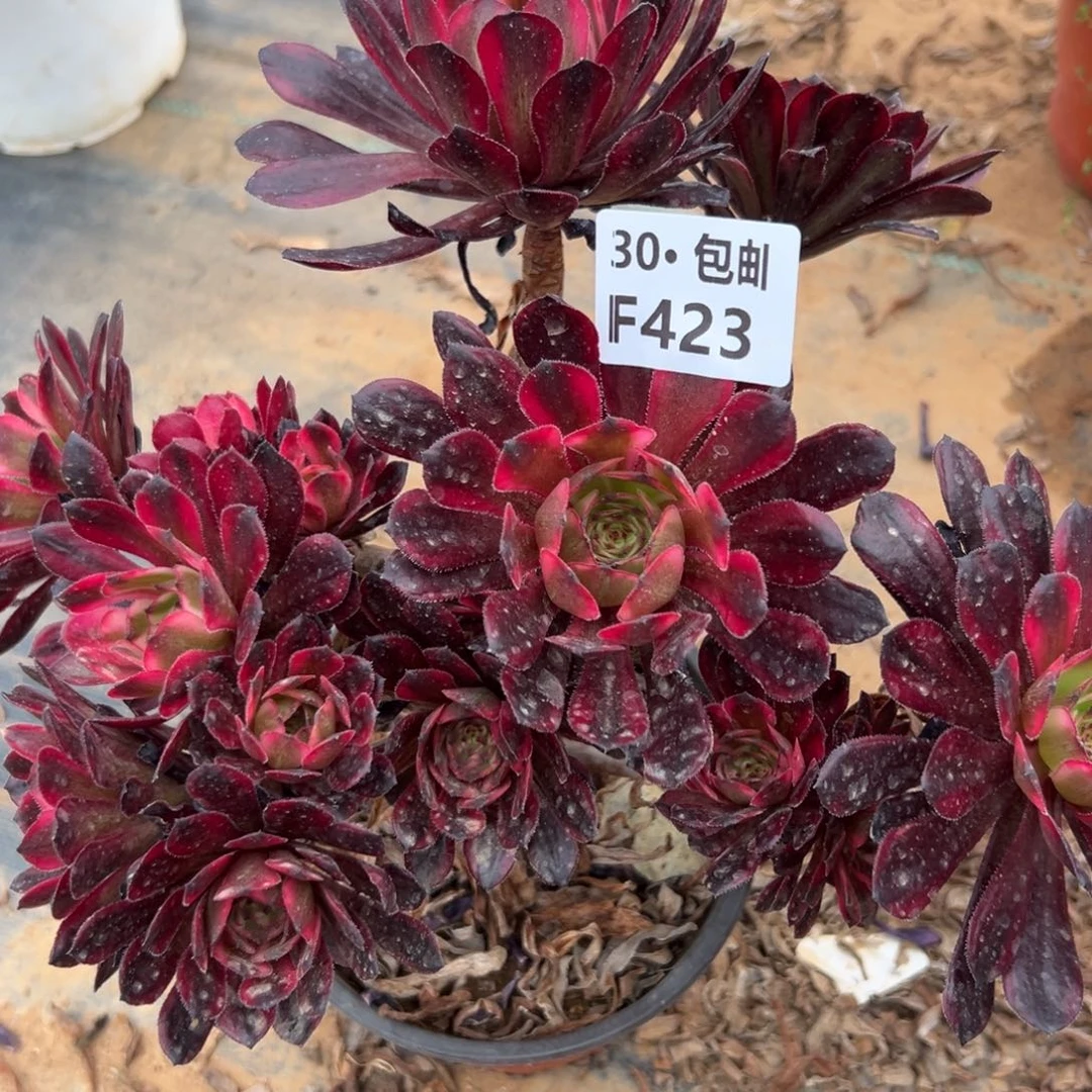 423红金刚满20包邮