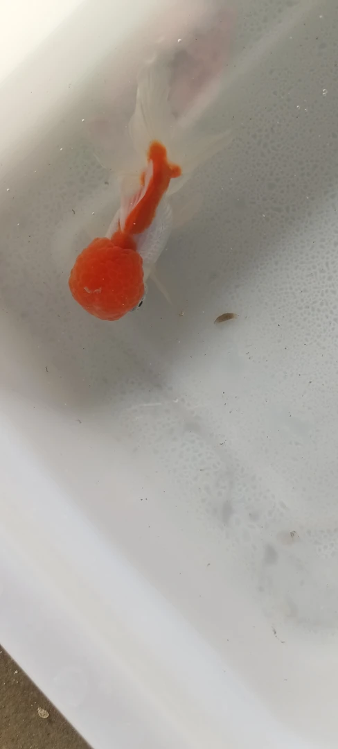 金鱼冷水观赏鱼鸿运鹤顶红好养淡水耐活狮子头招财当头龙睛鱼苗