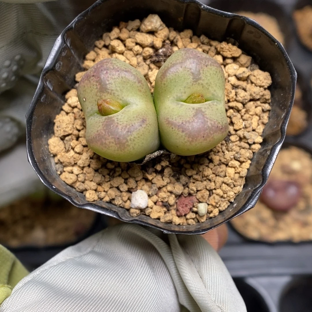 多肉植物肉锥杂交K-3679