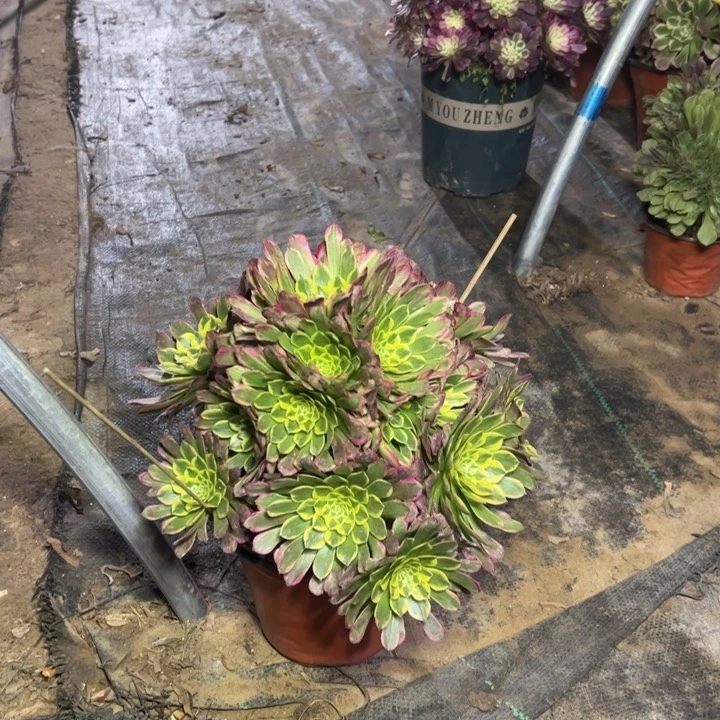 46多肉多肉多肉多肉多肉多肉