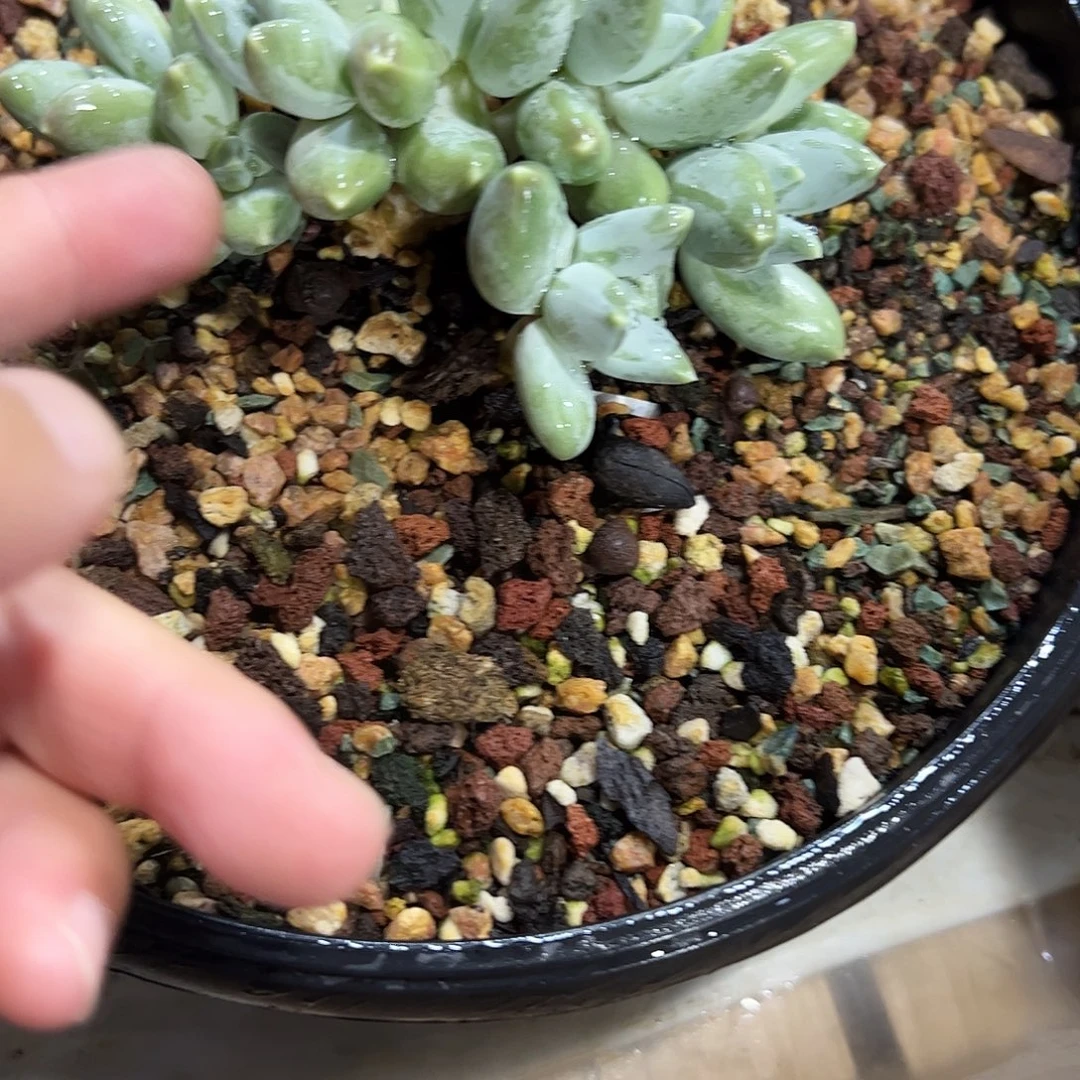 星空美人多肉植物