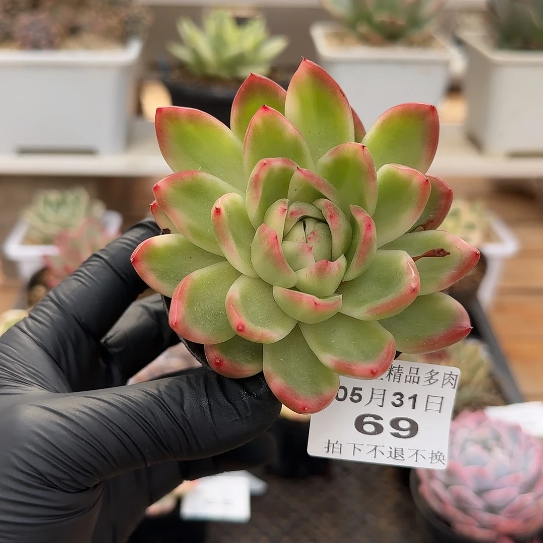 0531-69水晶珍妮锦