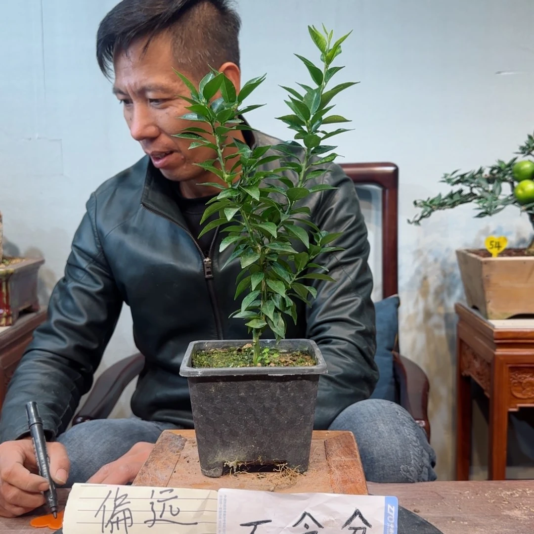 当前无花朵，栽培后可花朵乐*姐