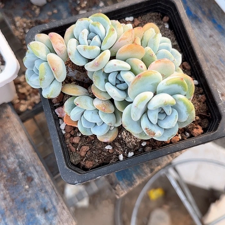 青蛙王子儿童牙膏111