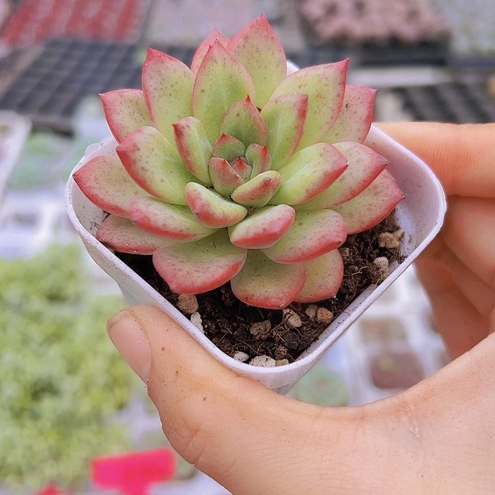 唇膏带盆19包邮多肉