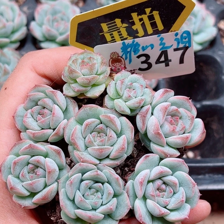 多肉植物多肉植物