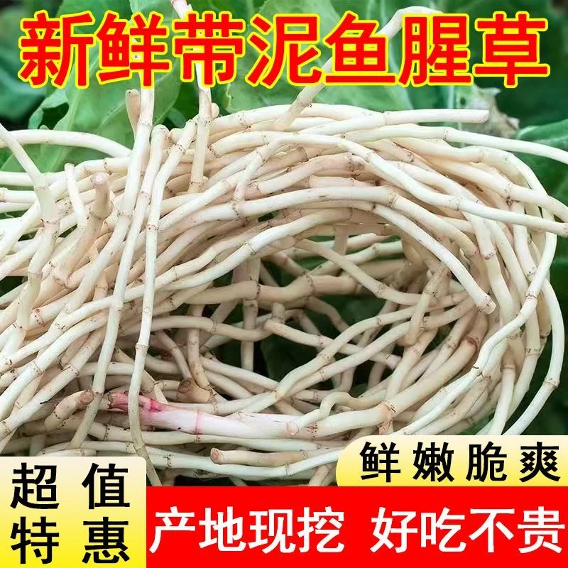 新鲜热卖折耳根鱼腥草阳台盆栽野菜种子药用食用四季易种家庭种植