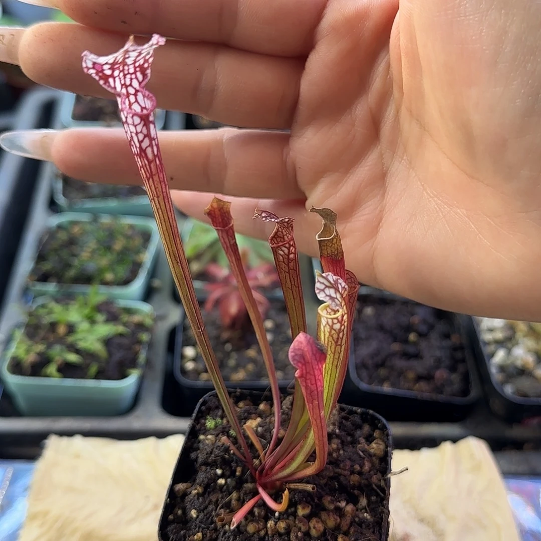 大量花朵（建议范围：8朵-15朵 或40%以上）喜悦瓶子草暗色