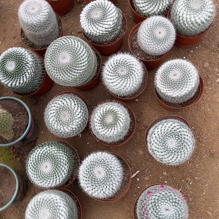 玉翁随机一颗。