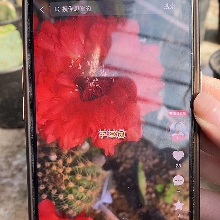 仙人球嫁接超级红彩草