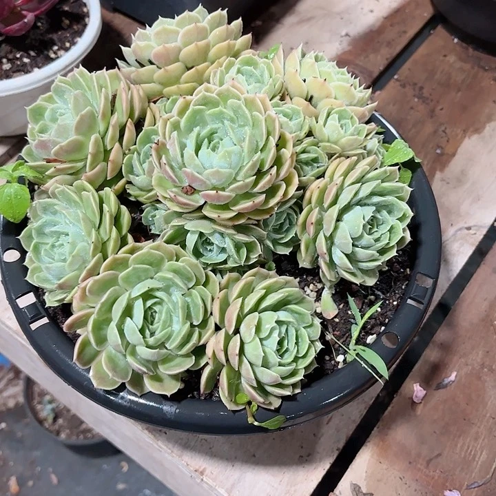 媛*昂斯诺双手捧大群