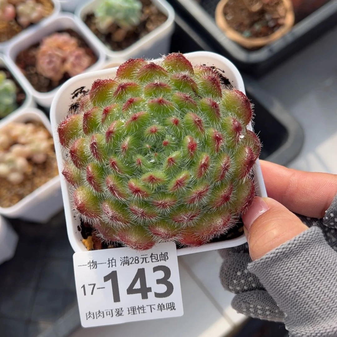 黄金果多肉多肉多肉多