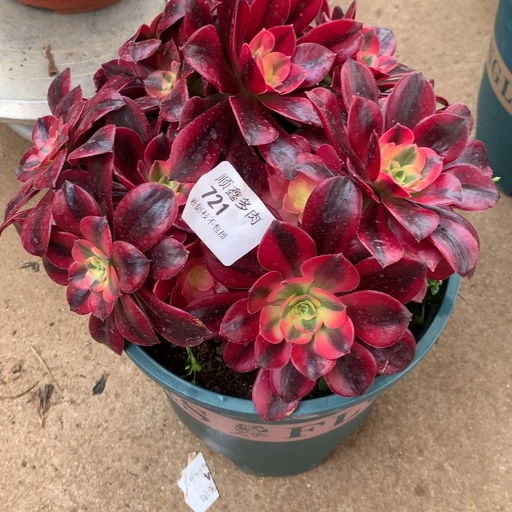 721美杜莎多肉植物