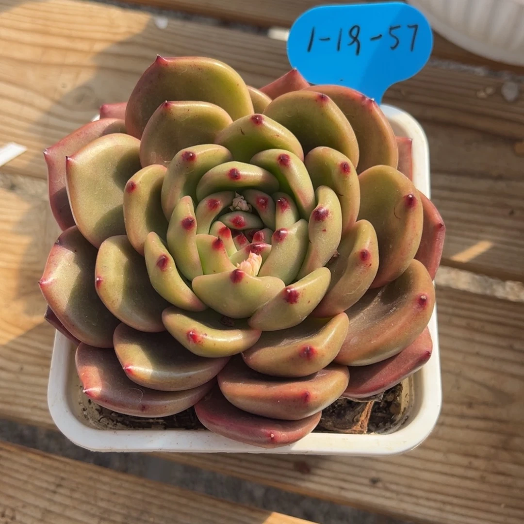 1-19-57退差价原始红钻石多肉植物