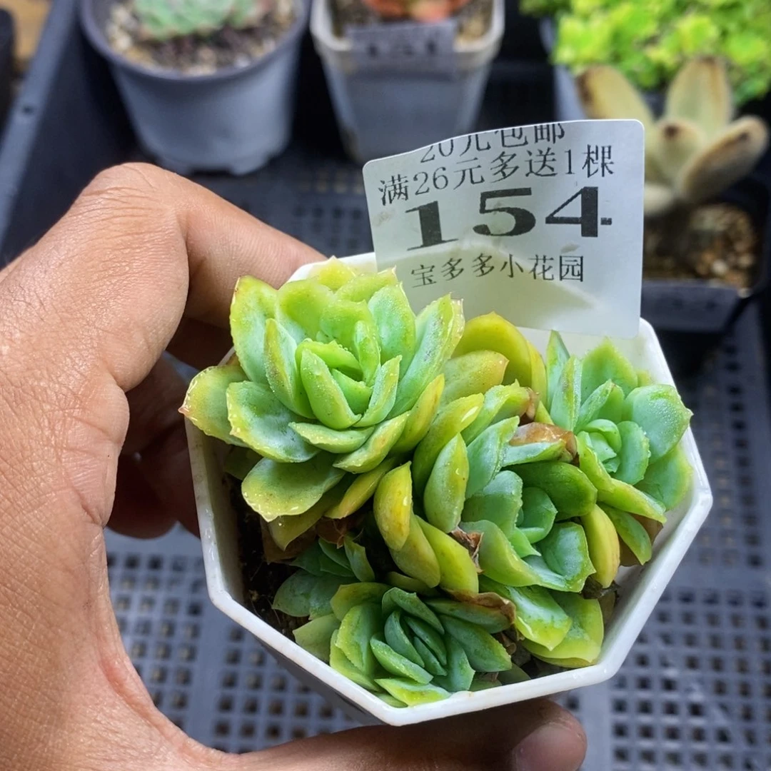 冰玫瑰锦群一物一拍满20包邮满26送一颗多肉