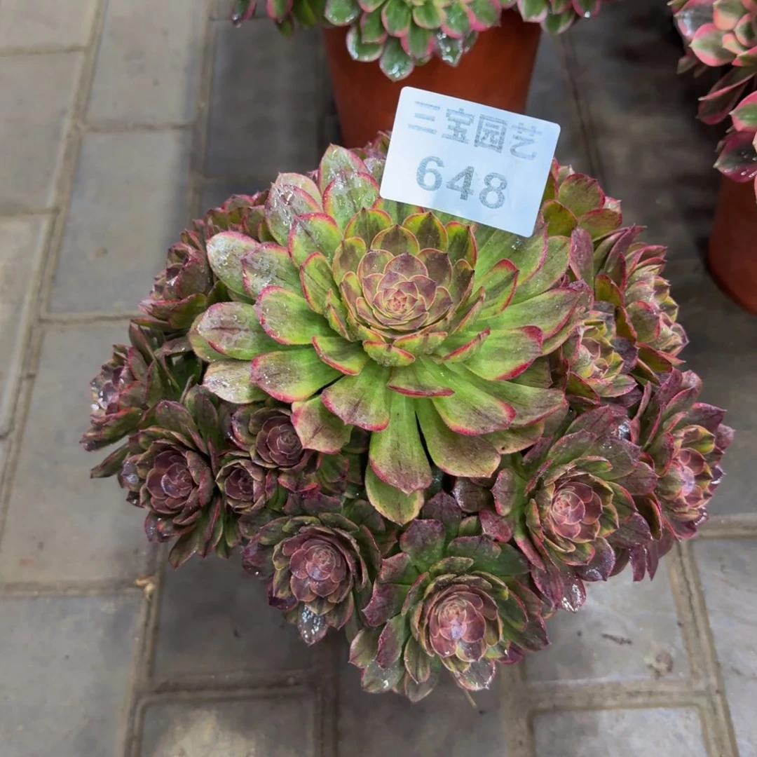 灼**华多肉植物648半夏