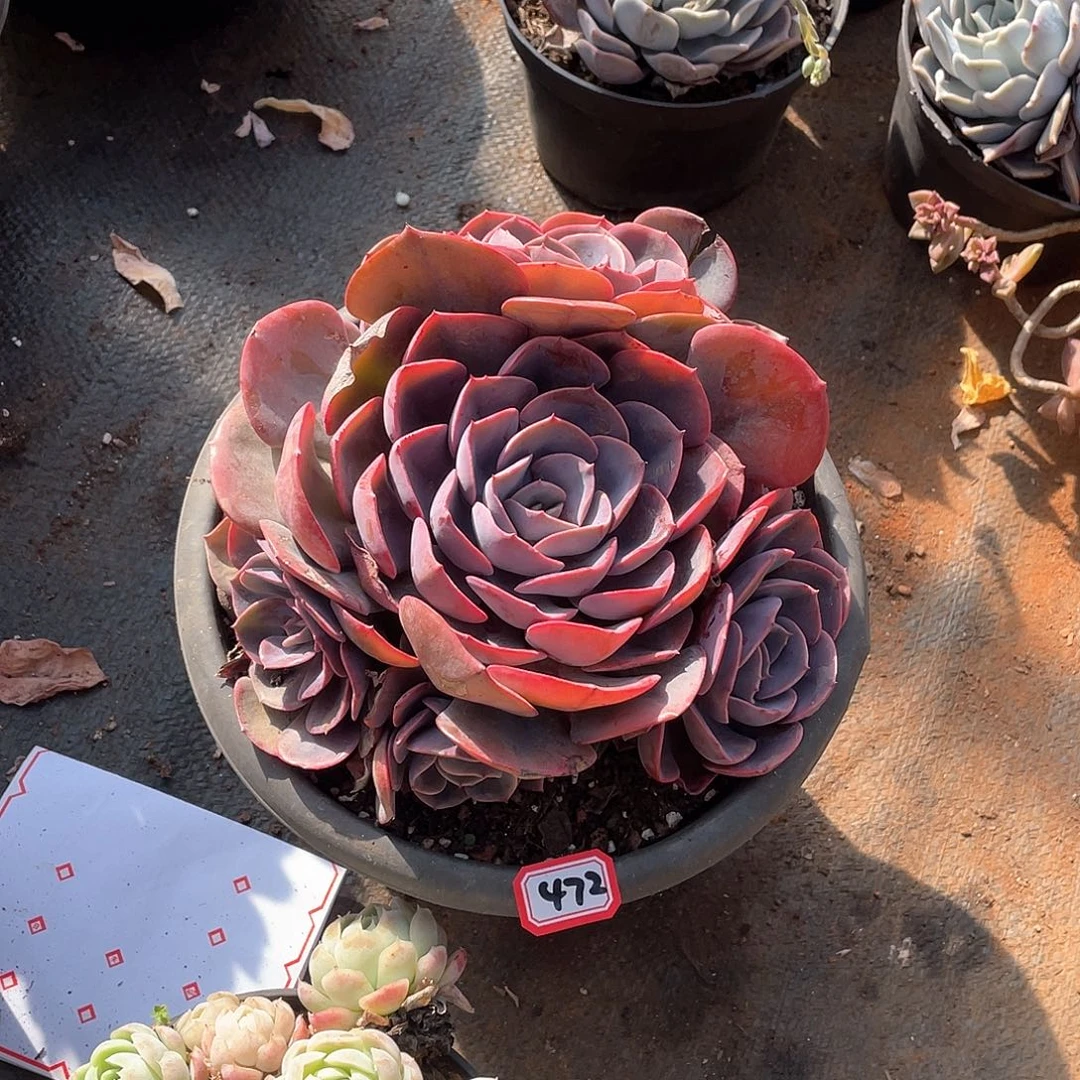 472尘埃玫瑰 一物一拍多肉