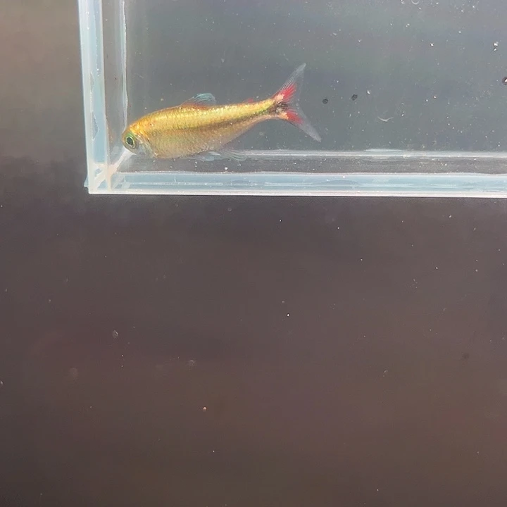 灯科鱼16号白金赤霞发色 3.5cm