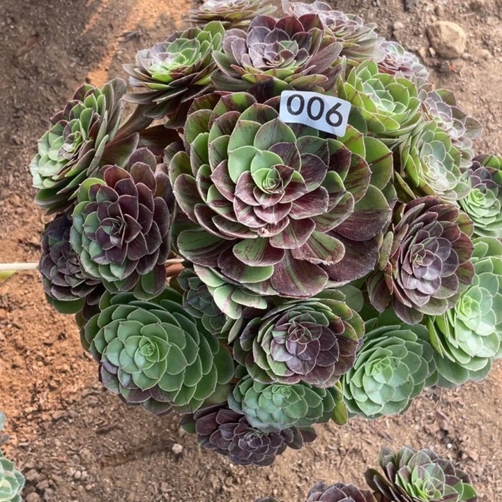胖***号无花朵006多肉植物花月夜