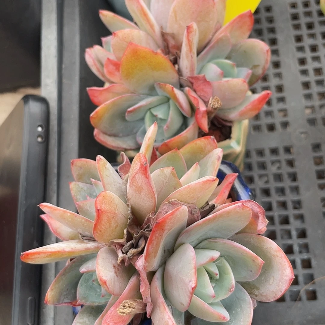 布鲁兰两盆多肉199