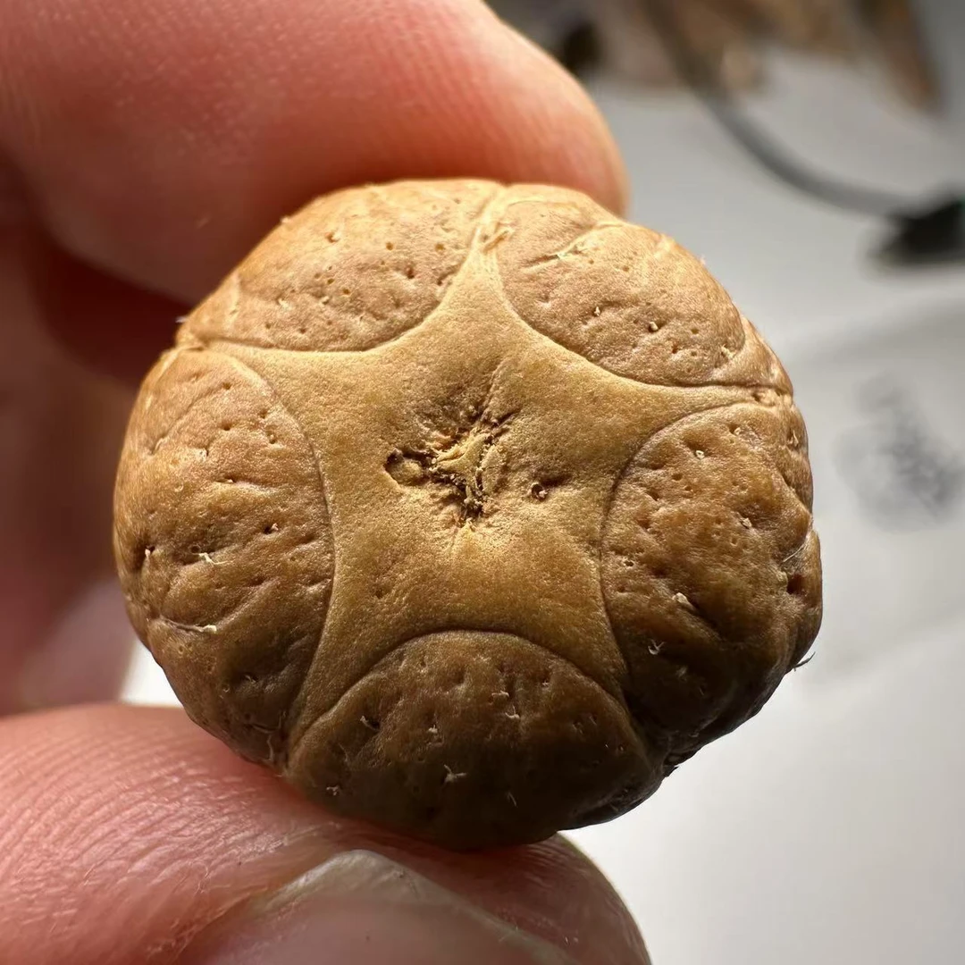 尼泊尔五星菩提，尺寸20，sss系列，货号42