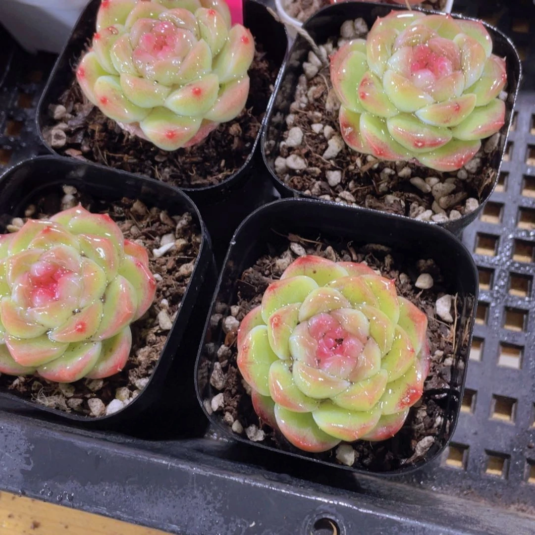 1255号 精品糖心白桃汽水一颗