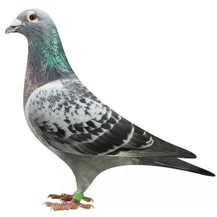雨点信鸽种鸽比利时圆环种鸽成绩鸽种鸽用品