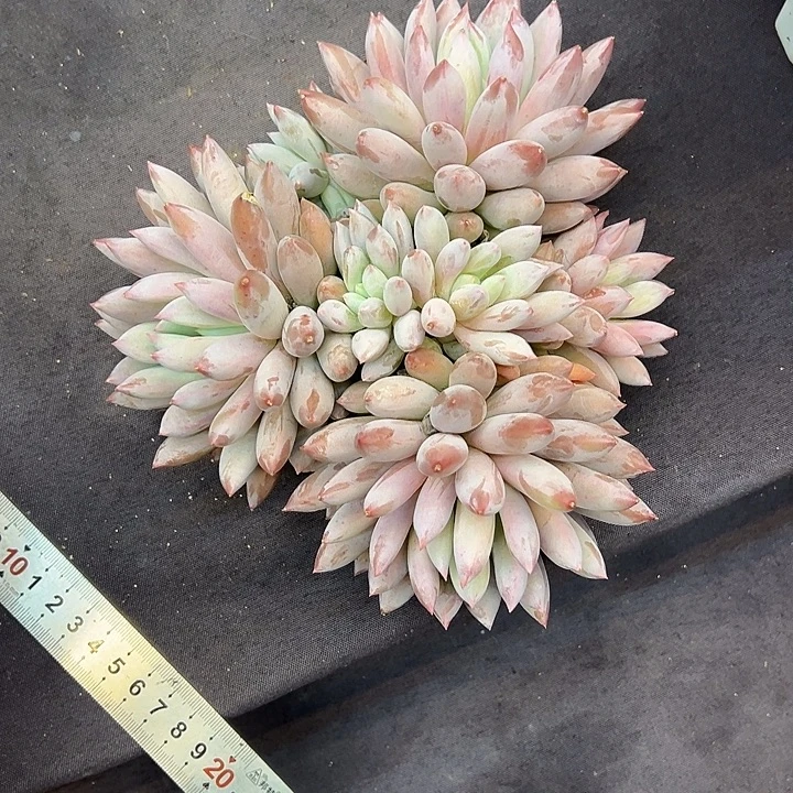 所罗门大群duoeoizhiwiq