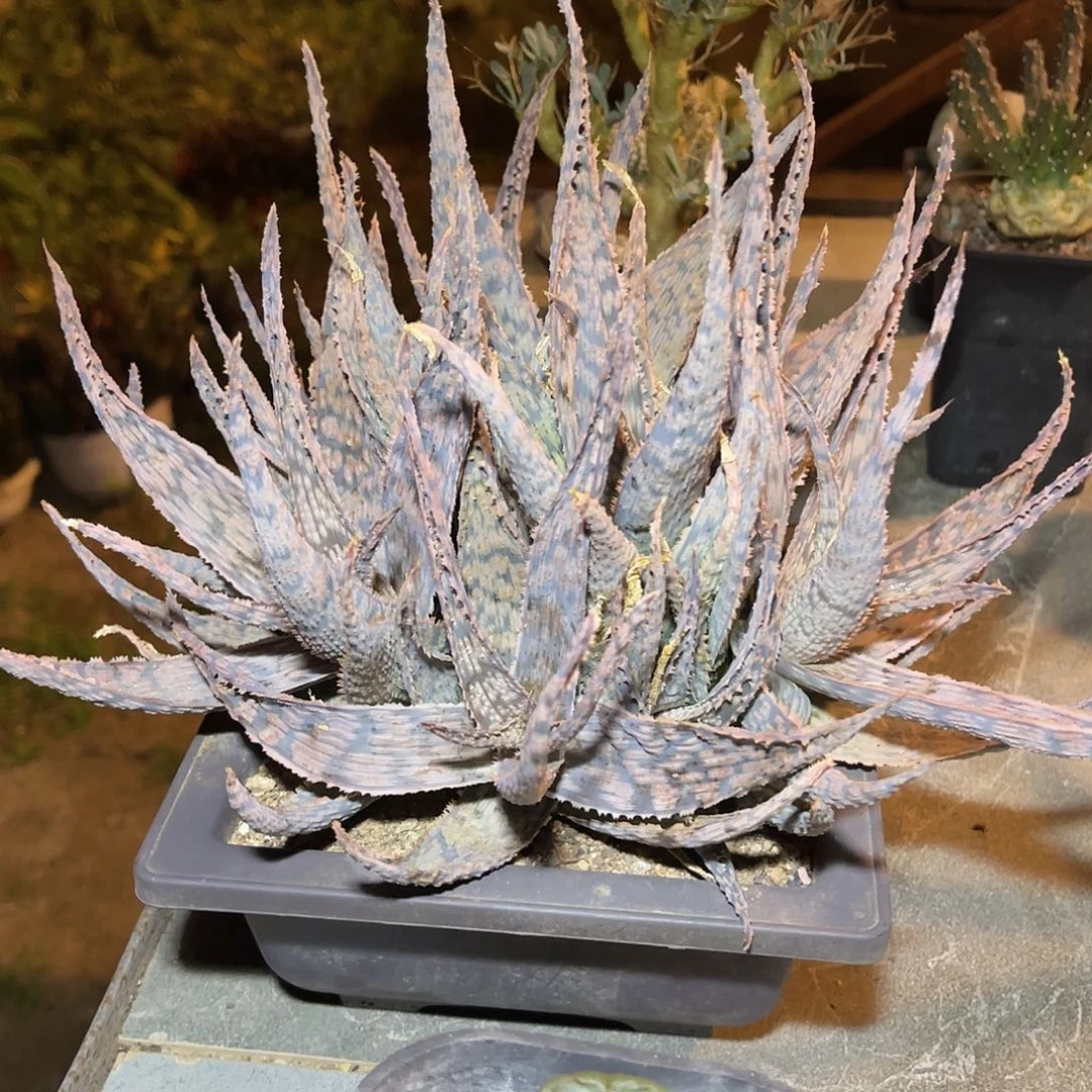 圣诞芦荟大群一物一拍