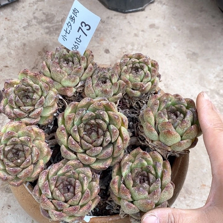 小七夕多肉黑水晶73