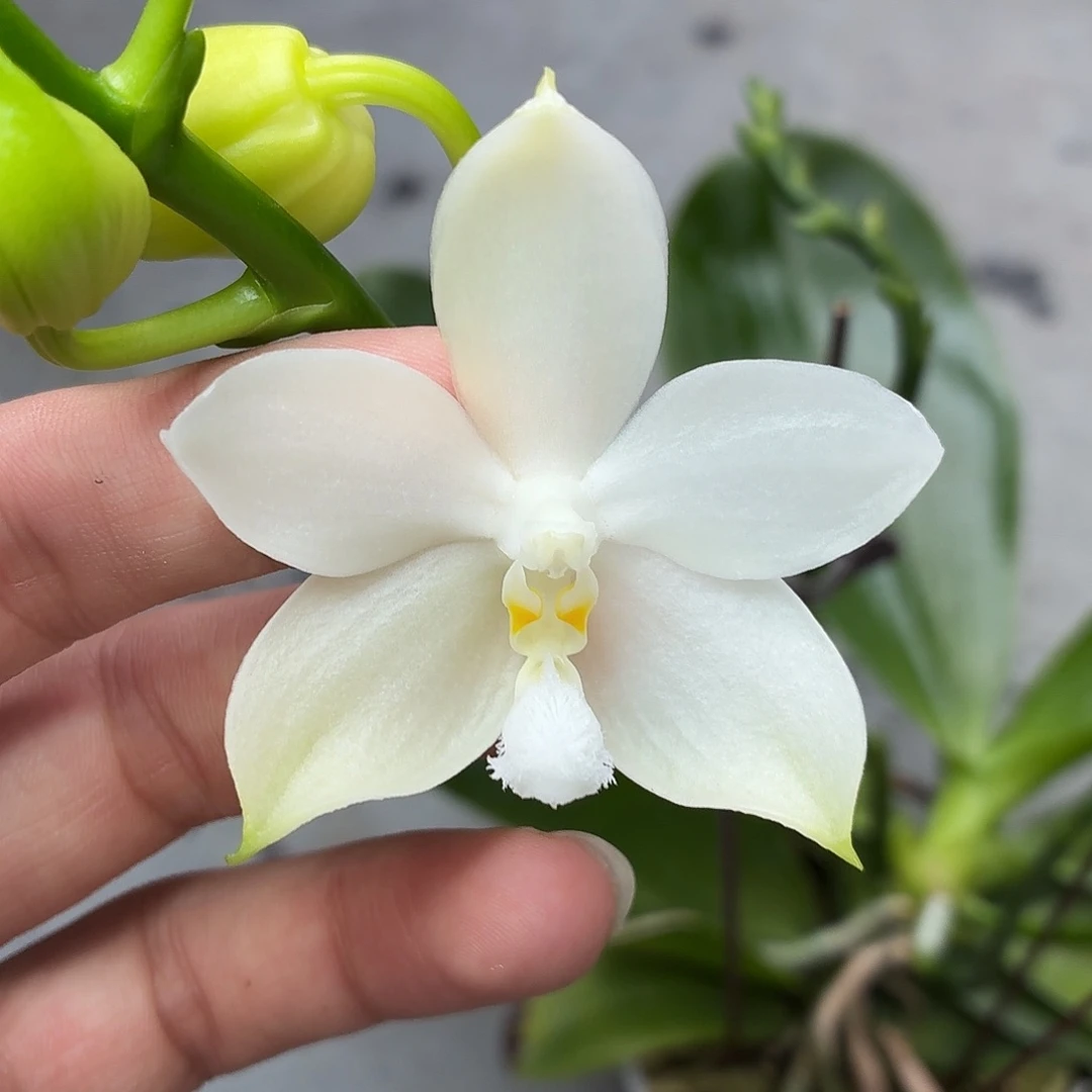 当前无花朵，栽培后可花朵A5482yss1141