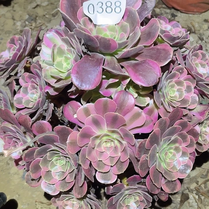 帝**贝多肉植物法师388凤冠