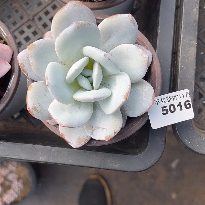 阿雅园艺。      5016雪莲