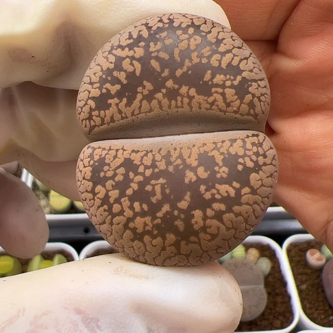 生石花多肉大母本轮子