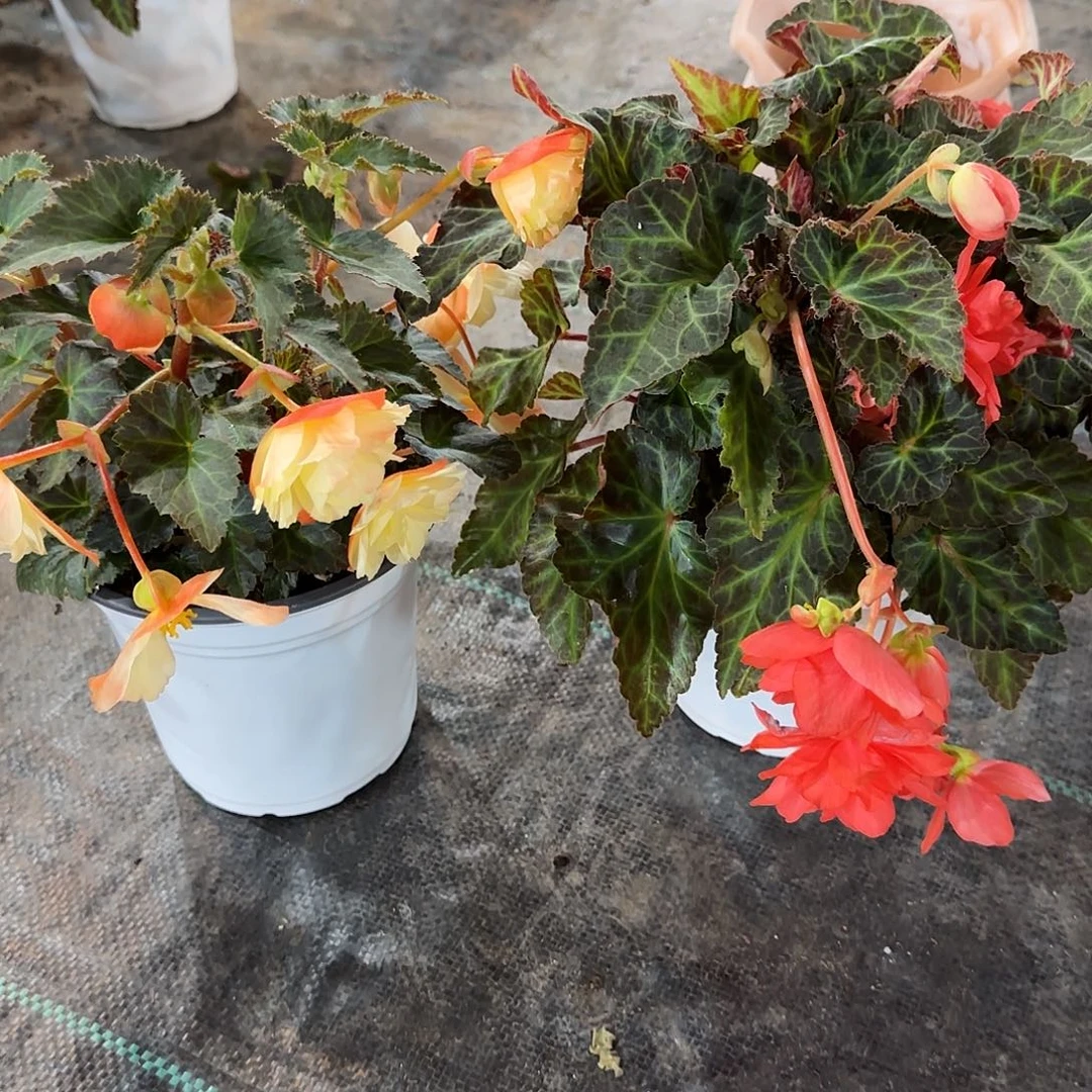 母本白盆白桃➕珊瑚