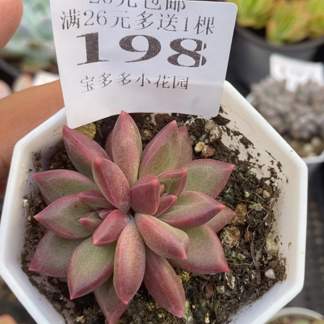 双头迷雾泡泡一物一拍满20包邮满26送一颗多肉