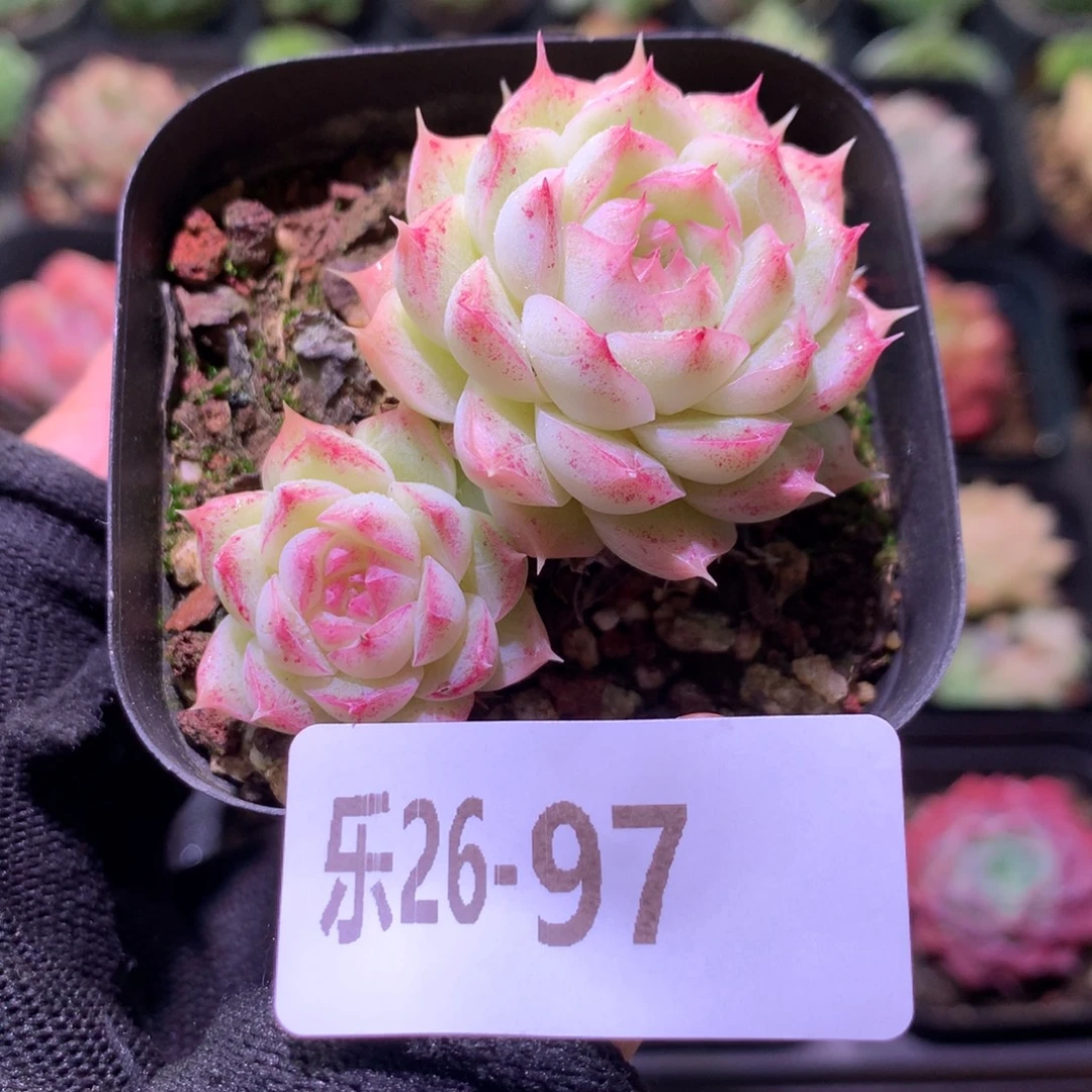 乐然26-97 女王玫瑰