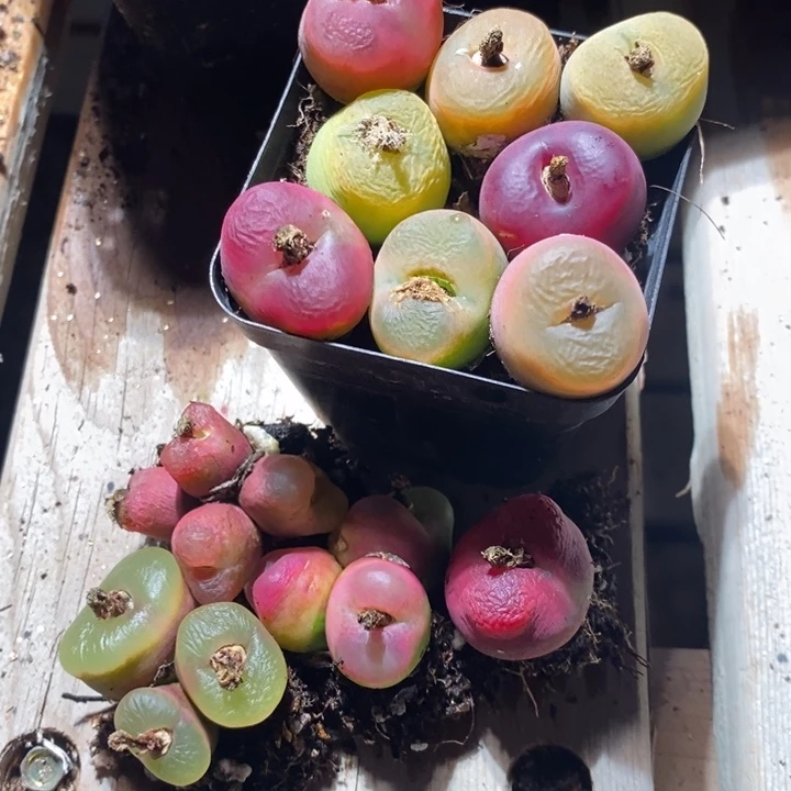 糖**20221有伤一组一组